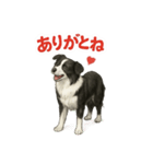 推しワン★ボーダーコリー 保護犬協力（個別スタンプ：14）