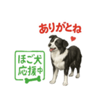 推しワン★ボーダーコリー 保護犬協力（個別スタンプ：15）