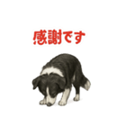 推しワン★ボーダーコリー 保護犬協力（個別スタンプ：16）