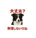 推しワン★ボーダーコリー 保護犬協力（個別スタンプ：17）