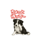 推しワン★ボーダーコリー 保護犬協力（個別スタンプ：19）