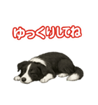 推しワン★ボーダーコリー 保護犬協力（個別スタンプ：20）