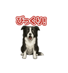 推しワン★ボーダーコリー 保護犬協力（個別スタンプ：22）