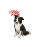 推しワン★ボーダーコリー 保護犬協力（個別スタンプ：23）