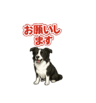 推しワン★ボーダーコリー 保護犬協力（個別スタンプ：24）