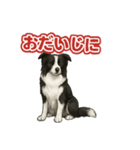 推しワン★ボーダーコリー 保護犬協力（個別スタンプ：25）