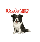 推しワン★ボーダーコリー 保護犬協力（個別スタンプ：27）