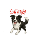 推しワン★ボーダーコリー 保護犬協力（個別スタンプ：28）