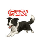 推しワン★ボーダーコリー 保護犬協力（個別スタンプ：29）