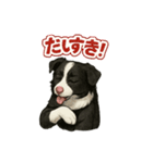 推しワン★ボーダーコリー 保護犬協力（個別スタンプ：30）
