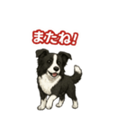 推しワン★ボーダーコリー 保護犬協力（個別スタンプ：31）