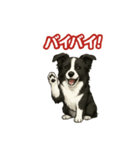 推しワン★ボーダーコリー 保護犬協力（個別スタンプ：32）