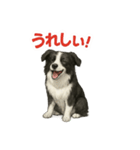 推しワン★ボーダーコリー 保護犬協力（個別スタンプ：33）