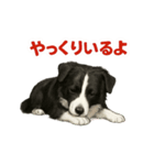 推しワン★ボーダーコリー 保護犬協力（個別スタンプ：34）