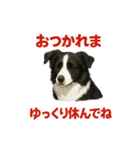推しワン★ボーダーコリー 保護犬協力（個別スタンプ：35）