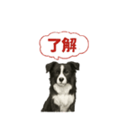 推しワン★ボーダーコリー 保護犬協力（個別スタンプ：39）