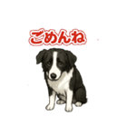 推しワン★ボーダーコリー 保護犬協力（個別スタンプ：40）
