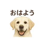推しワン★ラブラドールのやさしい言葉（個別スタンプ：1）
