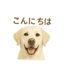 推しワン★ラブラドールのやさしい言葉（個別スタンプ：3）