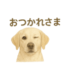 推しワン★ラブラドールのやさしい言葉（個別スタンプ：4）