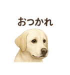 推しワン★ラブラドールのやさしい言葉（個別スタンプ：5）