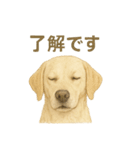 推しワン★ラブラドールのやさしい言葉（個別スタンプ：8）