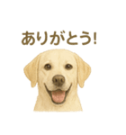 推しワン★ラブラドールのやさしい言葉（個別スタンプ：9）