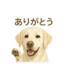 推しワン★ラブラドールのやさしい言葉（個別スタンプ：10）