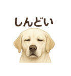 推しワン★ラブラドールのやさしい言葉（個別スタンプ：12）