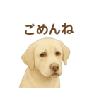 推しワン★ラブラドールのやさしい言葉（個別スタンプ：14）