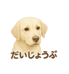 推しワン★ラブラドールのやさしい言葉（個別スタンプ：15）