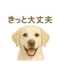 推しワン★ラブラドールのやさしい言葉（個別スタンプ：16）