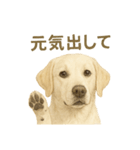 推しワン★ラブラドールのやさしい言葉（個別スタンプ：17）