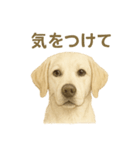 推しワン★ラブラドールのやさしい言葉（個別スタンプ：22）