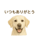 推しワン★ラブラドールのやさしい言葉（個別スタンプ：23）