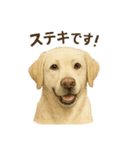 推しワン★ラブラドールのやさしい言葉（個別スタンプ：24）