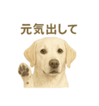 推しワン★ラブラドールのやさしい言葉（個別スタンプ：25）