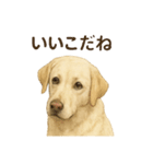 推しワン★ラブラドールのやさしい言葉（個別スタンプ：26）
