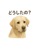 推しワン★ラブラドールのやさしい言葉（個別スタンプ：28）