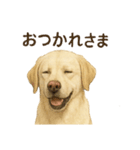 推しワン★ラブラドールのやさしい言葉（個別スタンプ：29）