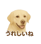推しワン★ラブラドールのやさしい言葉（個別スタンプ：31）