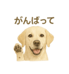 推しワン★ラブラドールのやさしい言葉（個別スタンプ：33）