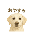 推しワン★ラブラドールのやさしい言葉（個別スタンプ：34）