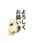 推しワン★ラブラドールのやさしい言葉（個別スタンプ：35）