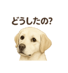 推しワン★ラブラドールのやさしい言葉（個別スタンプ：36）