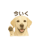 推しワン★ラブラドールのやさしい言葉（個別スタンプ：38）