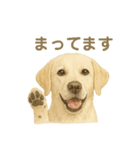 推しワン★ラブラドールのやさしい言葉（個別スタンプ：40）