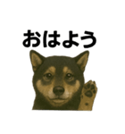 推しワン☆ブラックタン柴犬〜ギャップ萌（個別スタンプ：1）