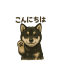 推しワン☆ブラックタン柴犬〜ギャップ萌（個別スタンプ：3）