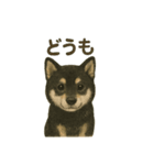 推しワン☆ブラックタン柴犬〜ギャップ萌（個別スタンプ：4）